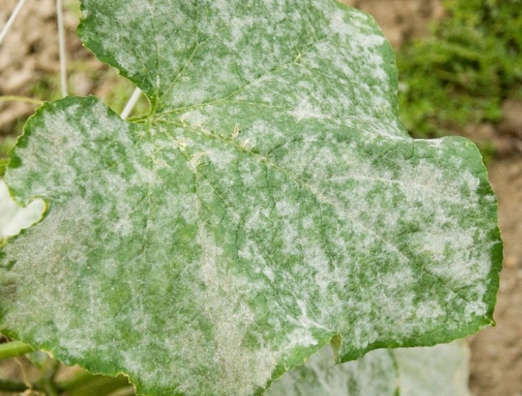 山蕎麥常見(jiàn)的病蟲(chóng)害有哪些 ？