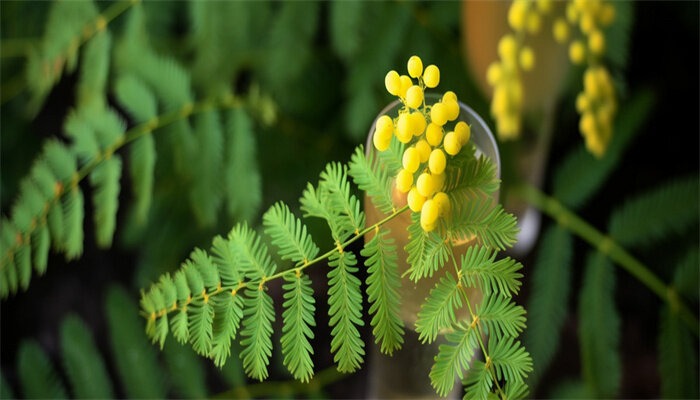 含羞草的種植養(yǎng)護(hù)方法