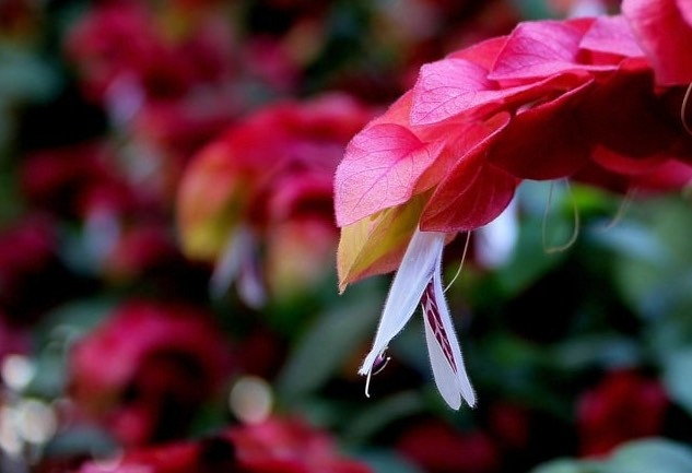 紅蝦花感染灰霉病有什么癥狀？