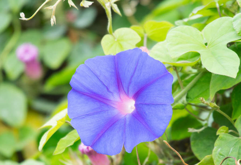 牽牛花日常維護，出來澆水怎么防蟲病害？