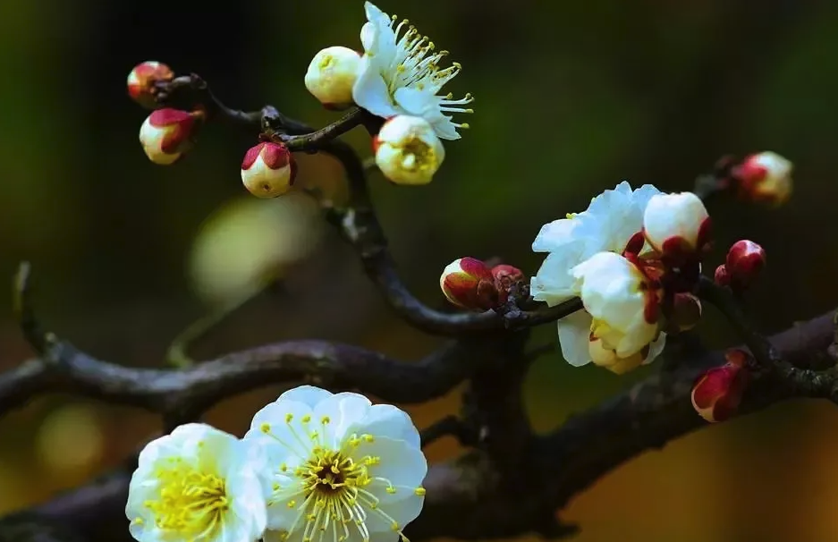 龍游梅對(duì)溫度和土壤有什么要求，花期在什么時(shí)候?