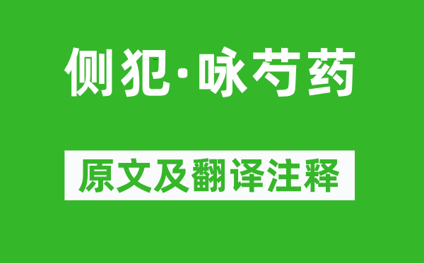 姜夔《側(cè)犯·詠芍藥》原文及翻譯注釋,詩(shī)意解釋