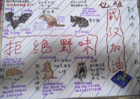 拒絕野味武漢加油小學(xué)生手抄報(bào)