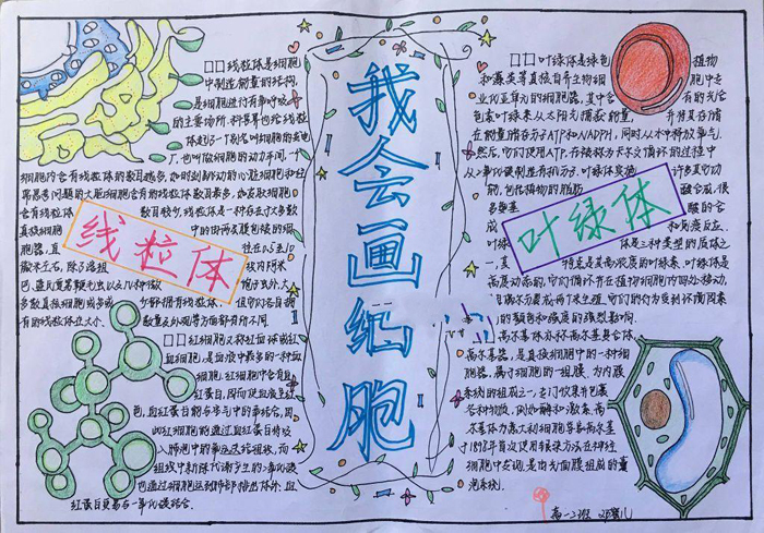 簡(jiǎn)單的生物手抄報(bào)圖片，我會(huì)畫(huà)細(xì)胞