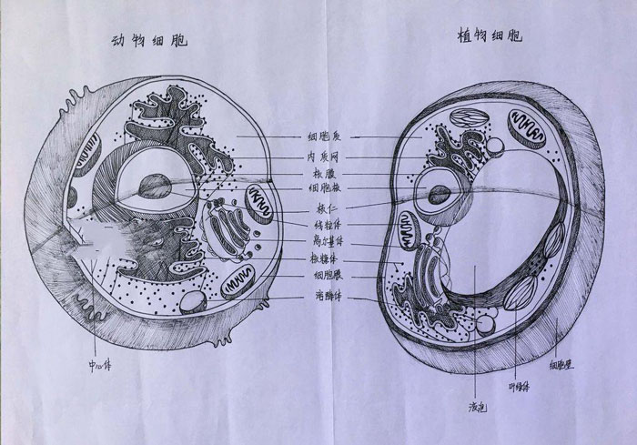 漂亮的生物手抄報(bào)圖片，動(dòng)物細(xì)胞和植物細(xì)胞
