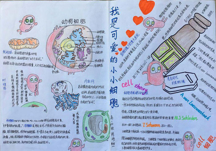 漂亮的8年級(jí)生物手抄報(bào)，我是可愛(ài)的小小細(xì)胞