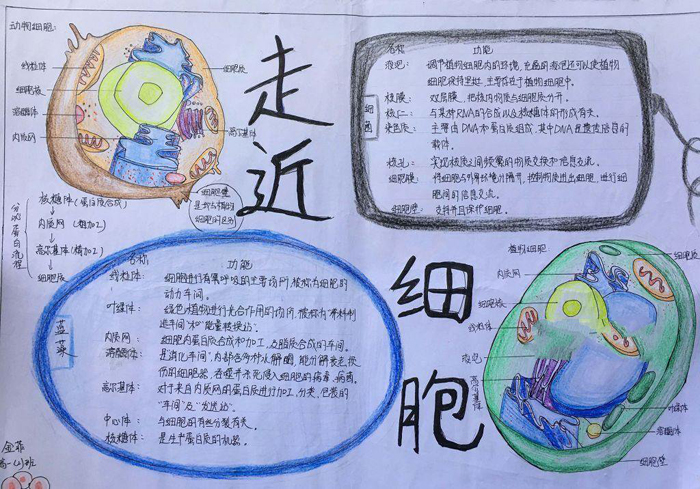 漂亮的生物手抄報(bào)圖片，走進(jìn)細(xì)胞