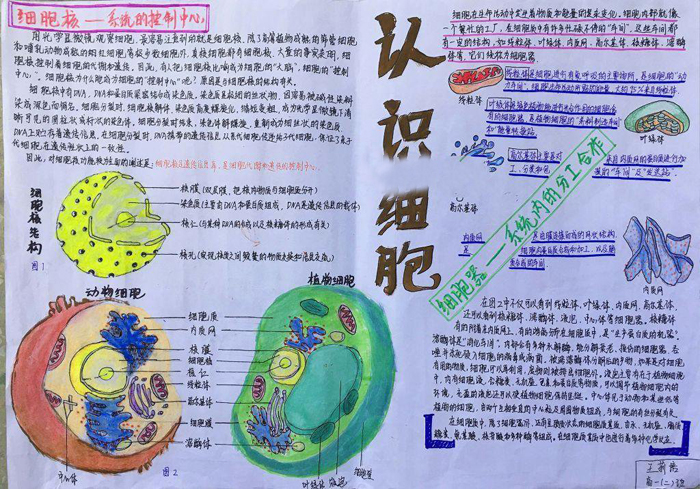 漂亮的生物手抄報(bào)圖片，認(rèn)識(shí)細(xì)胞