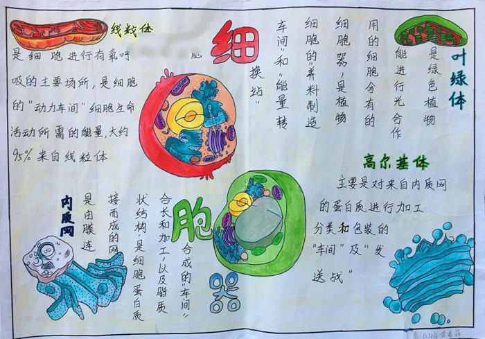漂亮的生物手抄報(bào)圖片，細(xì)胞器