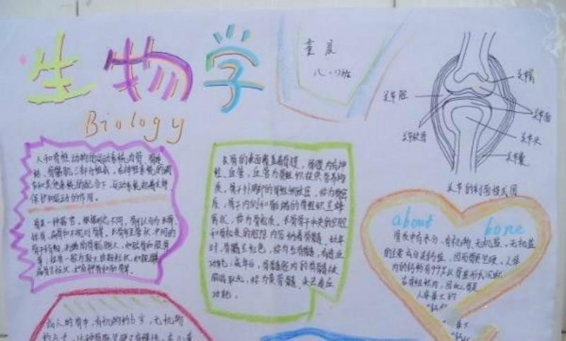 生物學(xué)簡(jiǎn)單手抄報(bào)
